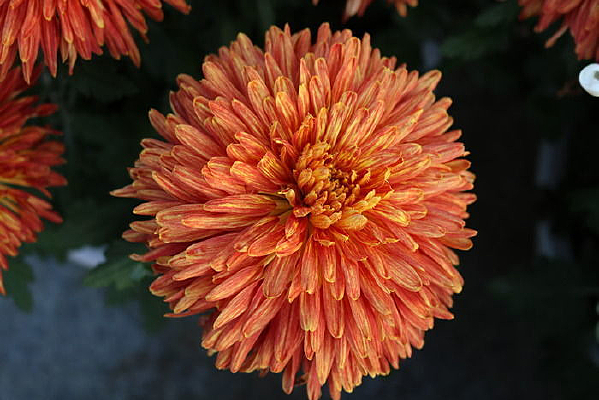 һ���ɫ�ջ�