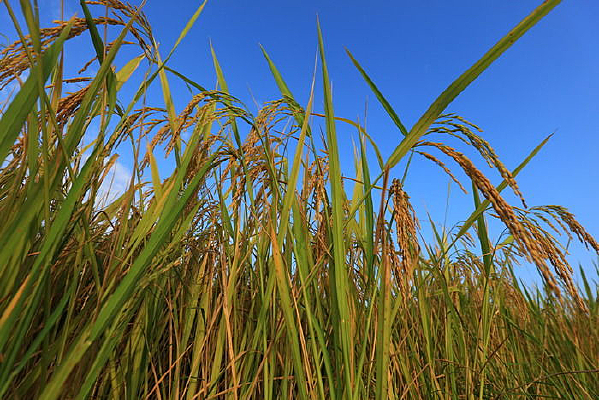 ����ĵ���