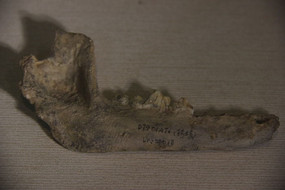 �����ǻ�ʯ