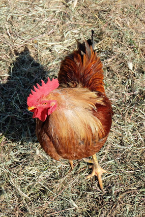 ������Ƭ