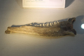 ���״��¹���ǻ�ʯ