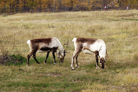 ������ѱ¹