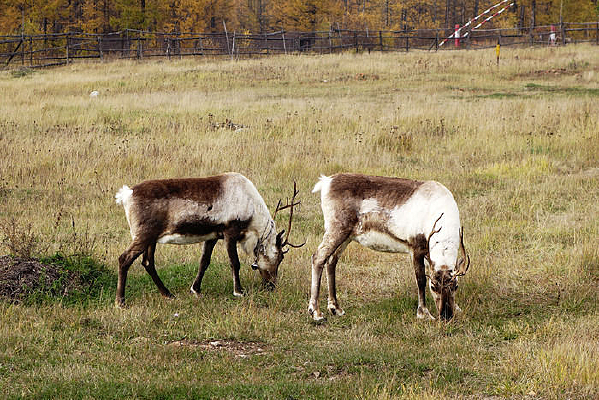 ������ѱ¹