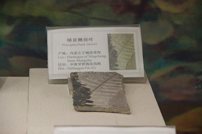 ���Ȳ���Ҷ��ʯ