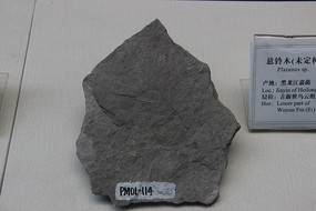 ����ľ��ʯ