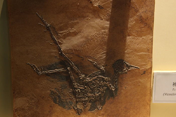 ������ʯ