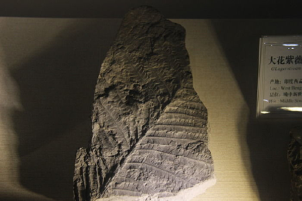 ӡ��֦��ާ��ʯ