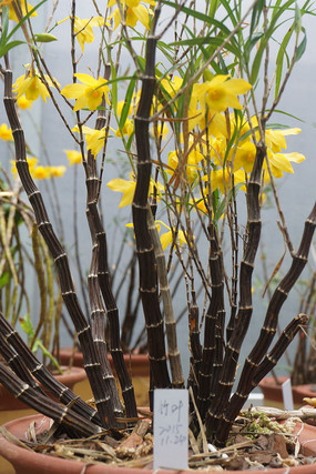 ��Ҷʯ������