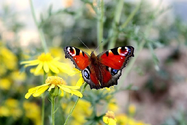 �������ڷ���