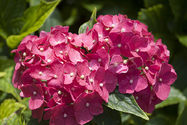 ��ɫ������