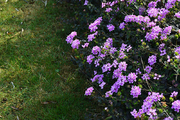 ʢ������ӣ��