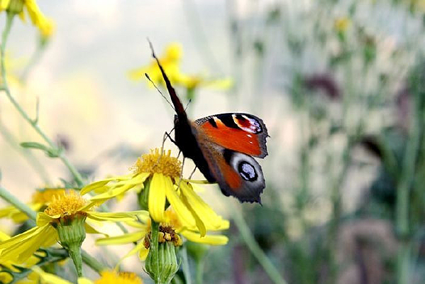 ��Ϣ�Ļ�����