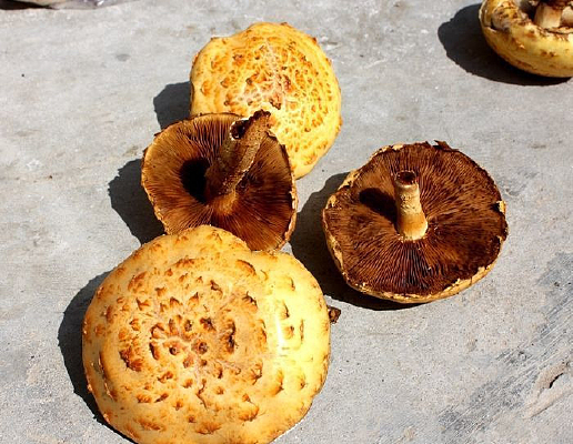 �����µ���Ģ��