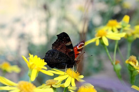 Ұ���Ļ�����