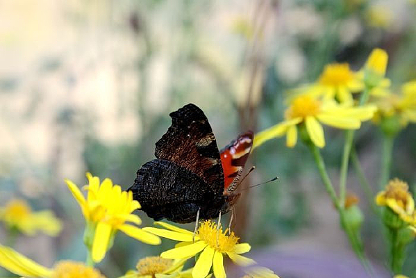 Ұ���Ļ�����