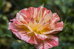 һ���ɫ���¼�С����