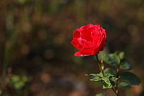 һ���ɫ���¼���