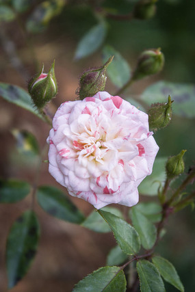 ֦ͷ�ĵ���ɫ�¼�