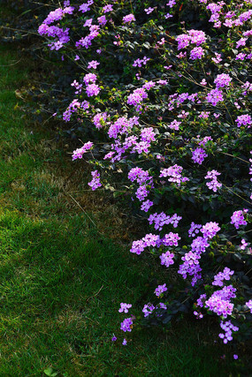 ��ɫ��ӣ��