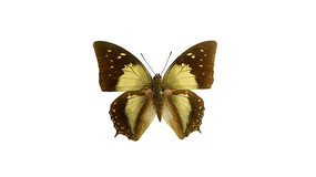 �ߴ����̵�