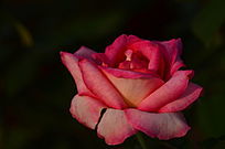 �뺬���Ĳ���õ�廨����ͼƬ