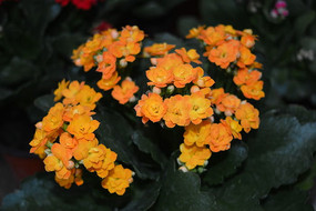 ���ɫ���黨����