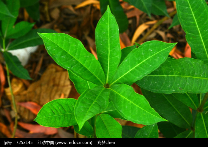 綠色葉子植物圖片