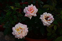 ������õ�õ�廨��дͼƬ