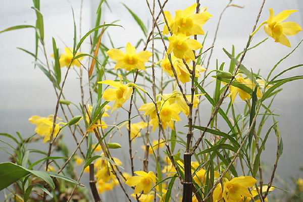 ��Ҷʯ����