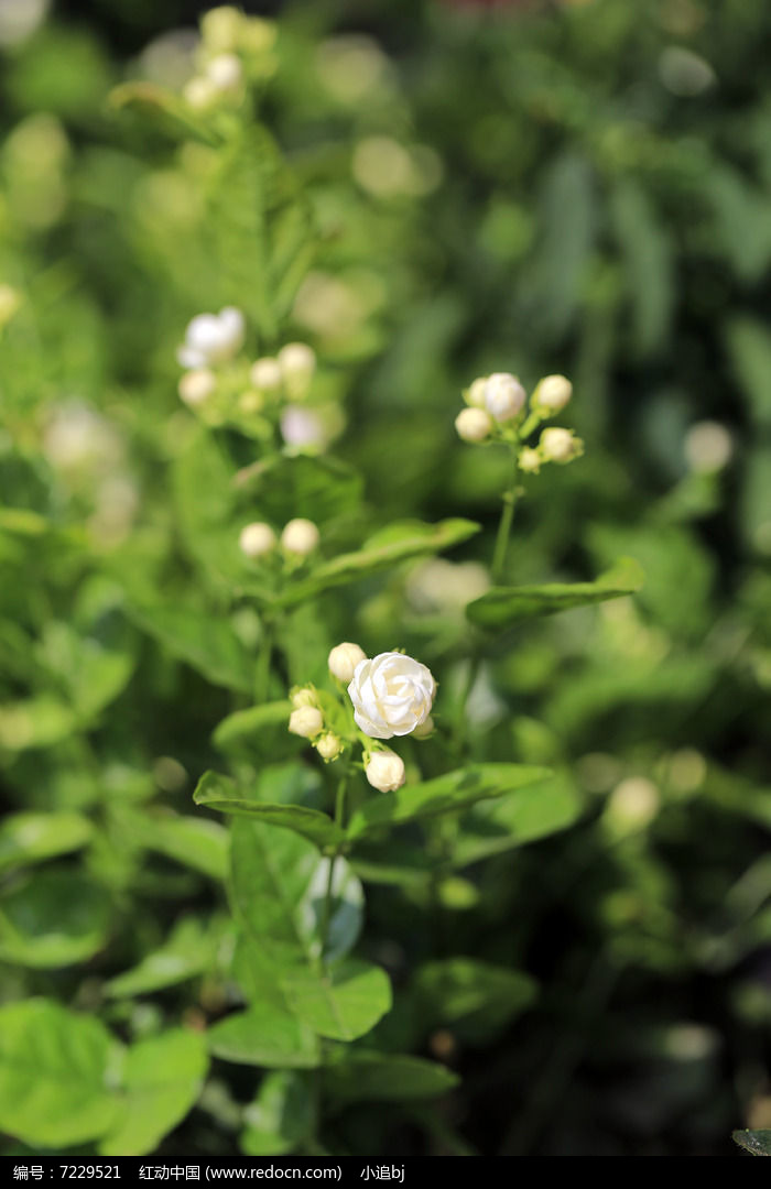 白色茉莉花