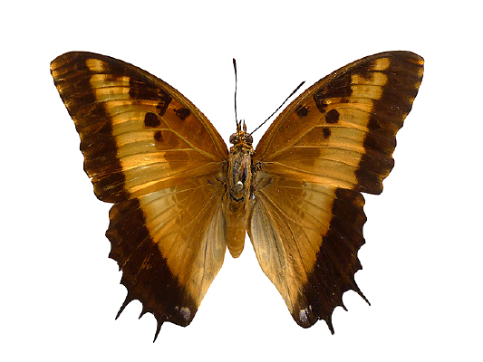 ��ȹ���̵�