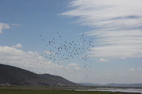 ��ԭ�ϵ���ѻ