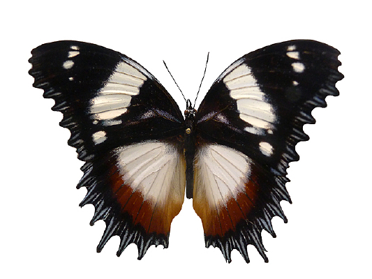 ŵ�����̵�