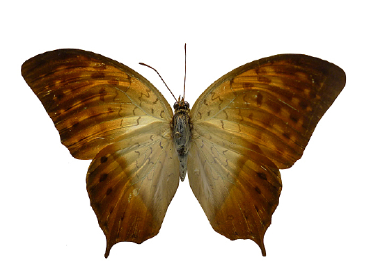 ��Ҷ���̵�