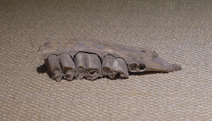 ��¹����