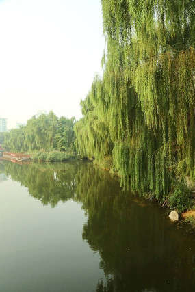 倒影在水中的垂杨柳