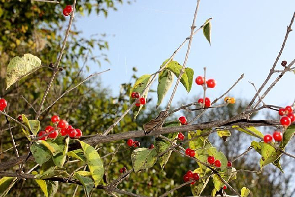 ��Ҷ��Ұ�����