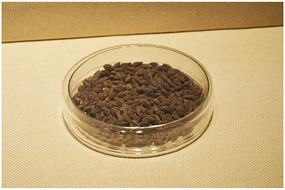 �������ʵ��