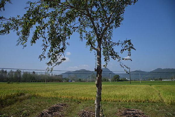 ��԰�е�һ����