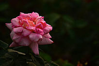 ���õ��ʻ�õ�廨��дͼƬ