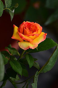 ��ɫõ�廨������дͼƬ