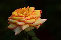 ��õ�廨��ͼƬ