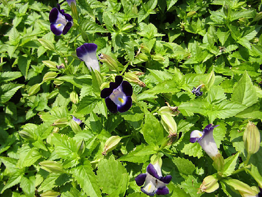 ���Ȼ���Ӱ