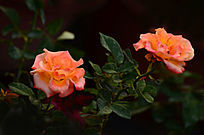 �������޵�õ�廨����ͼƬ