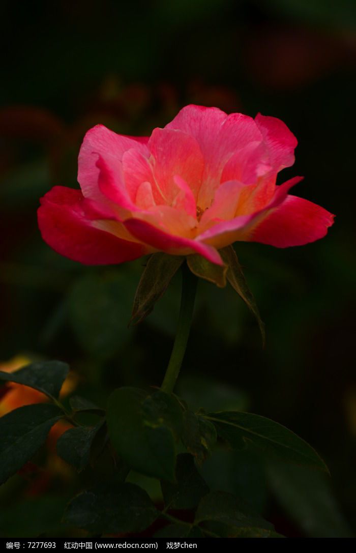 õ�廨�羰ͼƬͼƬ