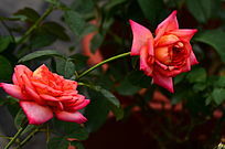 ����������õ�廨����ͼƬ