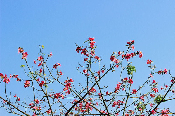 ������ľ�޻�֦