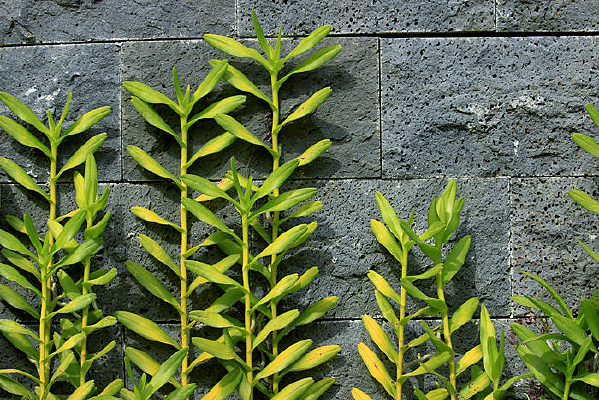 ʯ��������