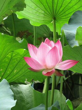 Ψ���ɻ���Ӱ��