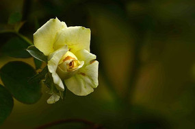 ������õ�廨������д